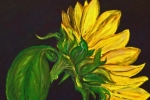 fein_sunflower