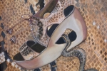 Snake Shoe